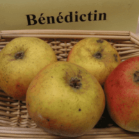 Bénédictin