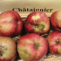 Châtaignier
