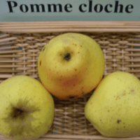 Cloche