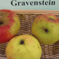 Gravenstein