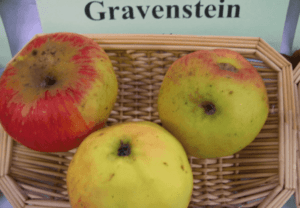 Gravenstein