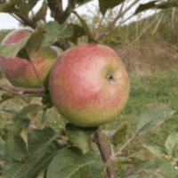 Teint Frais du Sud Ouest
