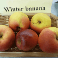 Winter Banana