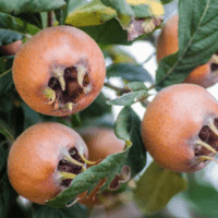 A gros fruit