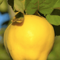 Aromatnaya