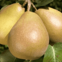 Beurée D’Aremberg