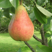 Clapp's Favourite