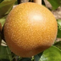 Korean Giant