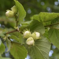 Merveille de Bollwiller