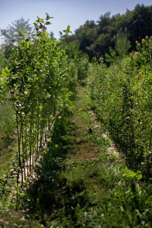 Pommier : variété au choix du pépiniériste