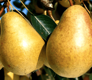 Sucrée de Montluçon