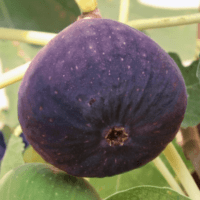 Violette de Soliès