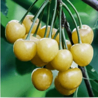 Goutte d'Or