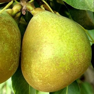 Bergamote Esperen