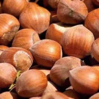 Camponica (Greffé)