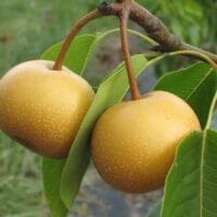 Chojuro