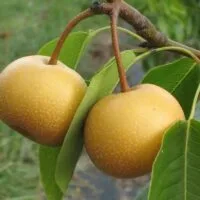 Chojuro