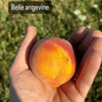 Belle Angevine