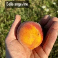 Belle Angevine