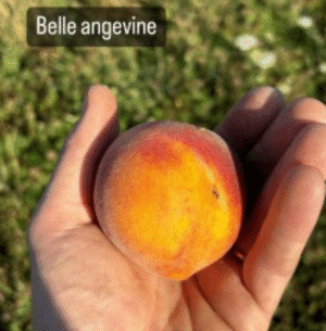 Belle Angevine