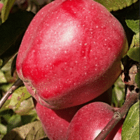 Calville Rouge d'Hiver