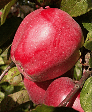 Calville Rouge d'Hiver