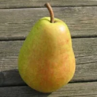 Précoce de Trévoux