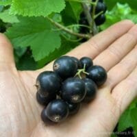 à Gros Fruits