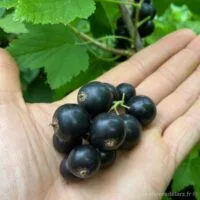 à Gros Fruits
