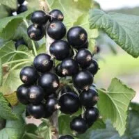 Black Down
