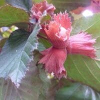 Maxima Purpurea (Marcotté)
